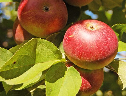 Pommes de Sainte-Anne-de-Sabrevois